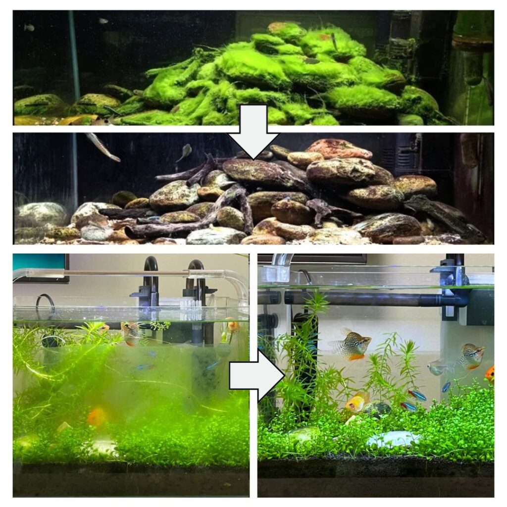 ALGA2
